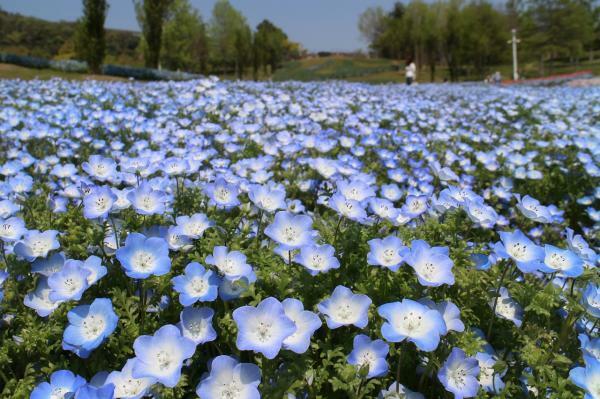 （c）淡路島国営明石海峡公園