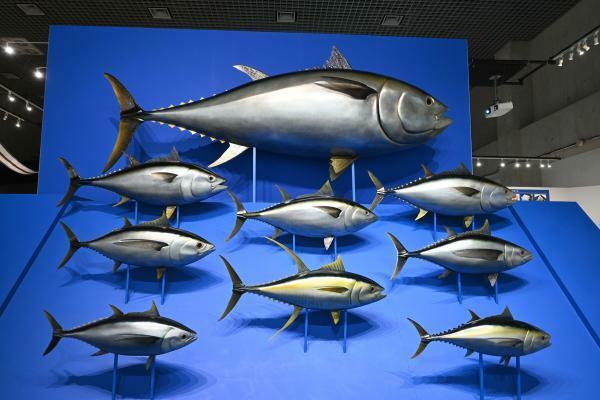 マグロの実物大模型（2020年の展示風景）　国立科学博物館蔵