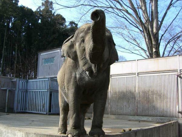 提供：宇都宮動物園