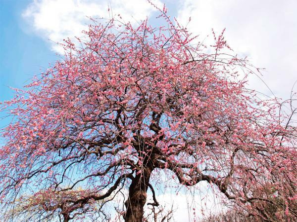 提供：万博記念公園マネジメント・パートナーズ