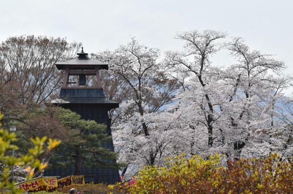 沼田公園桜まつり ぴあエンタメ情報