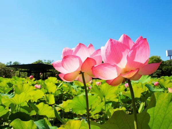提供：万博記念公園マネジメント・パートナーズ