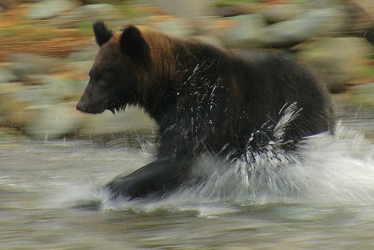 生きとし生けるもの・画像・写真 ぴあ映画