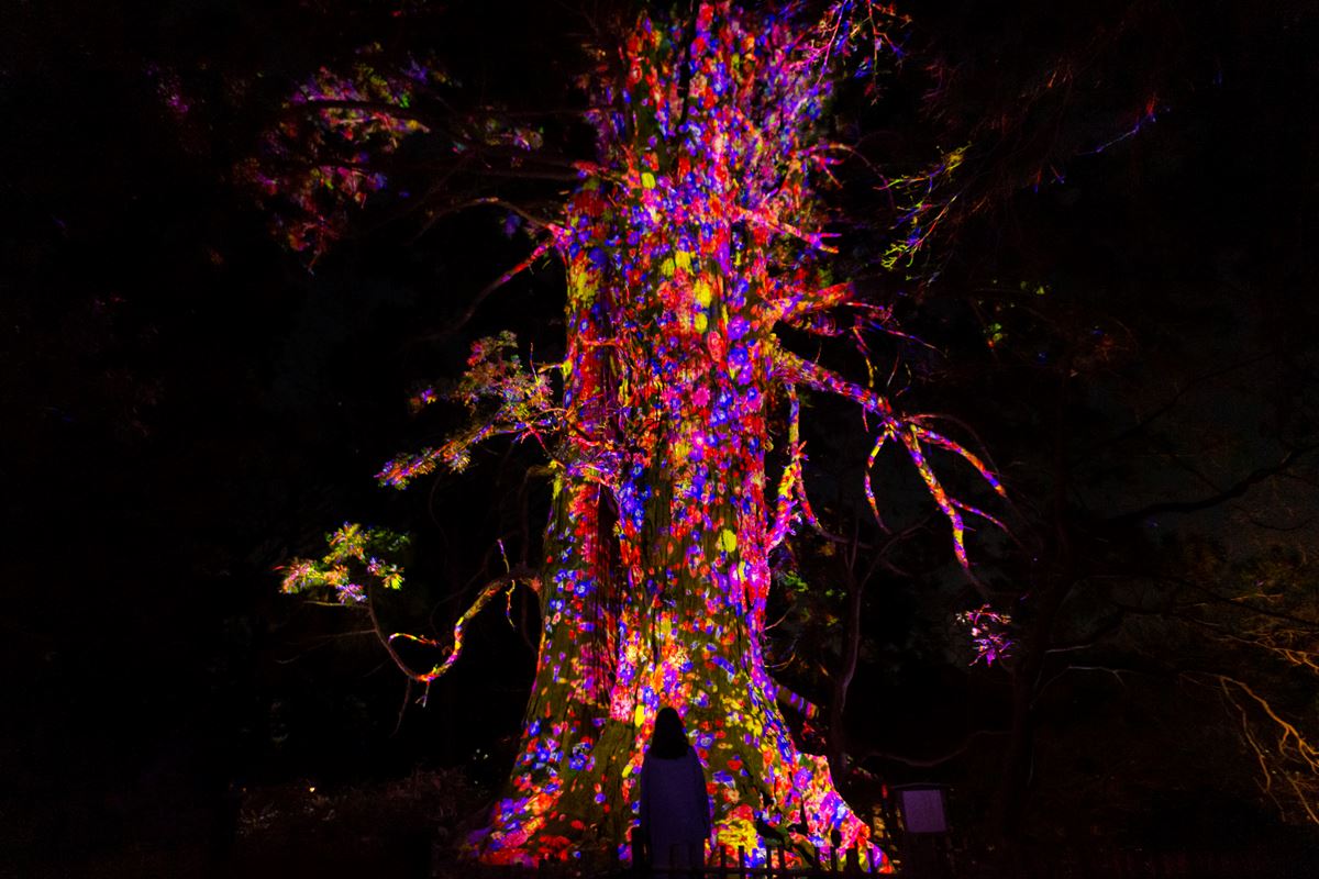 増殖する生命の巨木 - 太郎杉 / Ever Blossoming Life Tree - Giant Taro Cedar  teamLab, 2021, Digitized Nature, Sound: Hideaki Takahashi