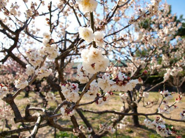 提供：万博記念公園マネジメント・パートナーズ