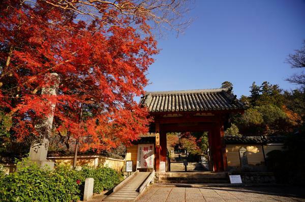 観心寺の紅葉 ぴあエンタメ情報
