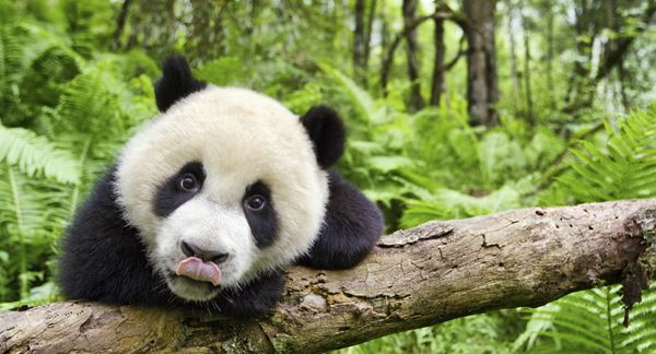 (C)Earth Films Productions Limited 2017