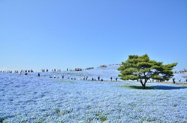 視界いっぱいに 春の景色 ひたちなかで Flowering が開始 ぴあ