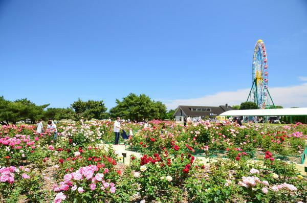 国営ひたち海浜公園の春バラ ぴあエンタメ情報