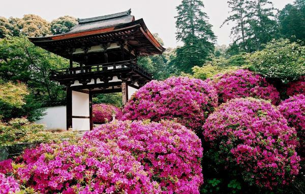 長岳寺のつつじ ぴあエンタメ情報