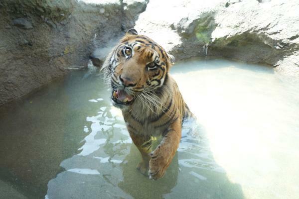 提供：名古屋市東山動植物園