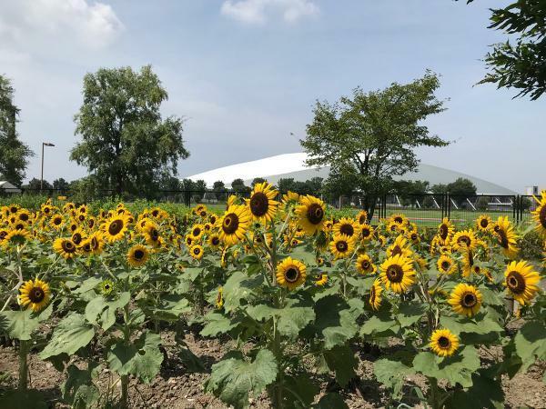 熊谷スポーツ文化公園のひまわり ぴあエンタメ情報