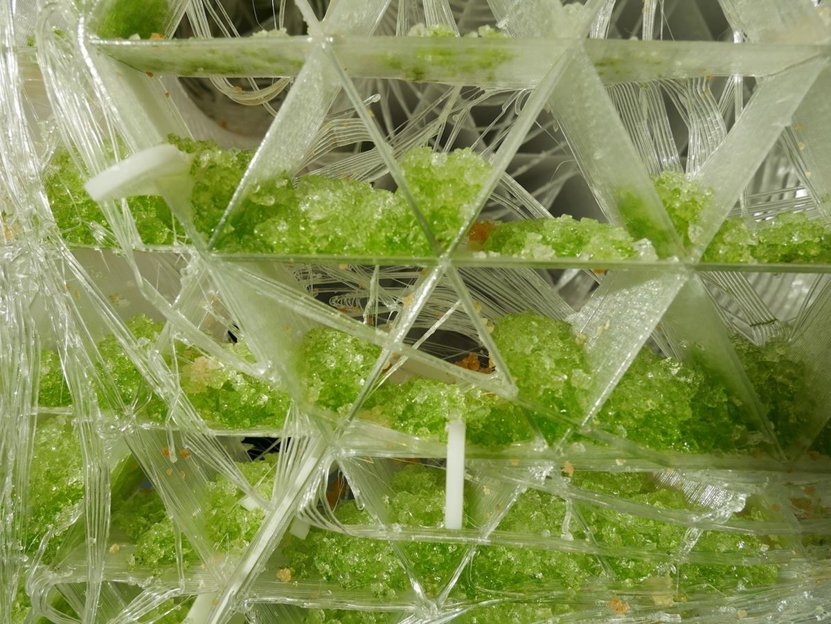 分割されたブロック内で微細藻類が光合成を行なっている