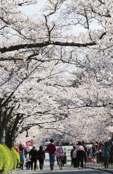 辯天宗冥應寺の桜 ぴあエンタメ情報