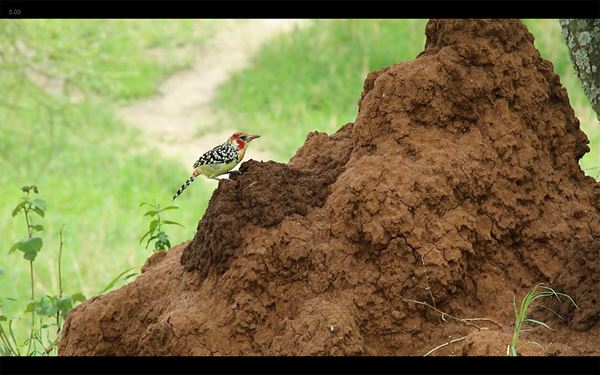 (C)TRICKY HALE FILMS