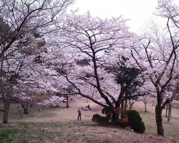 提供：富士宮市観光課