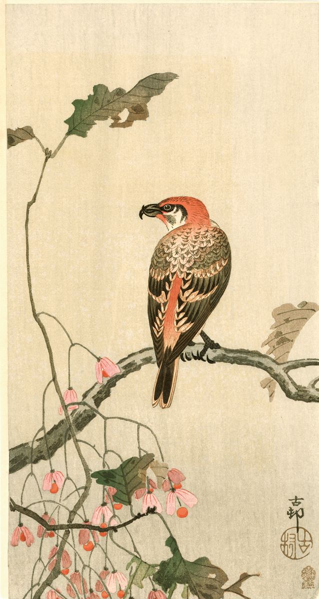没後80年 小原古邨 ―鳥たちの楽園』太田記念美術館で 初出品作を 没後80年 小原古邨 ―鳥たちの楽園』太田記念美術館で 初出品作を