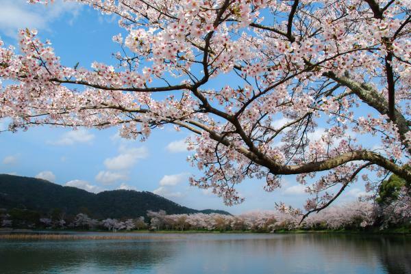 大覚寺の桜 ぴあエンタメ情報