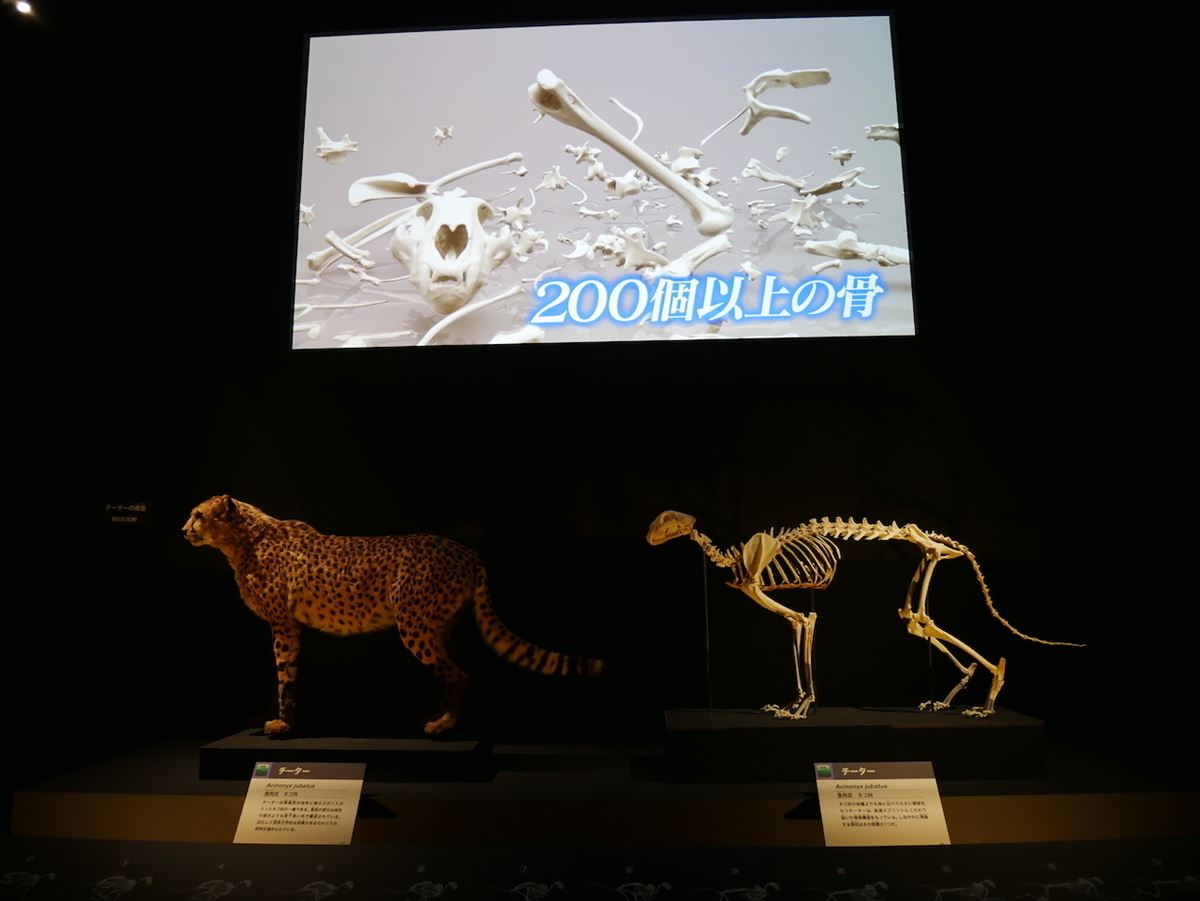 チーターの剥製と骨格標本。その速さの秘密についての解説動画を見ることができる