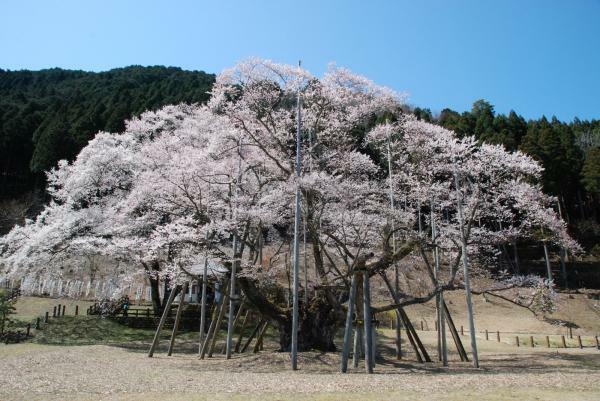 提供：本巣市