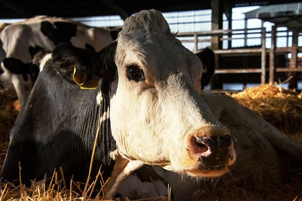 (C)Cow Film Ltd & British Broadcasting Corporation 2021