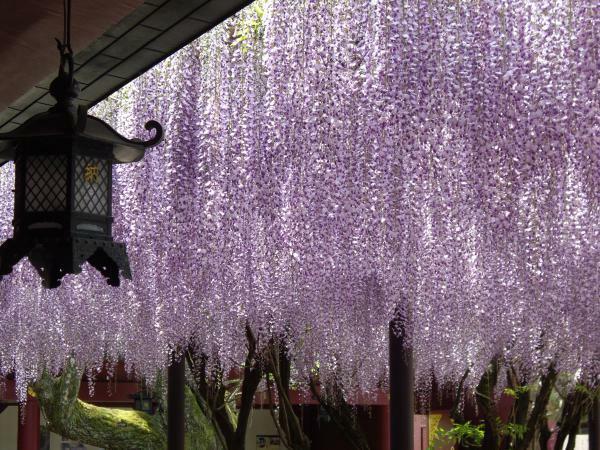 笠間稲荷神社 八重の藤 ぴあエンタメ情報