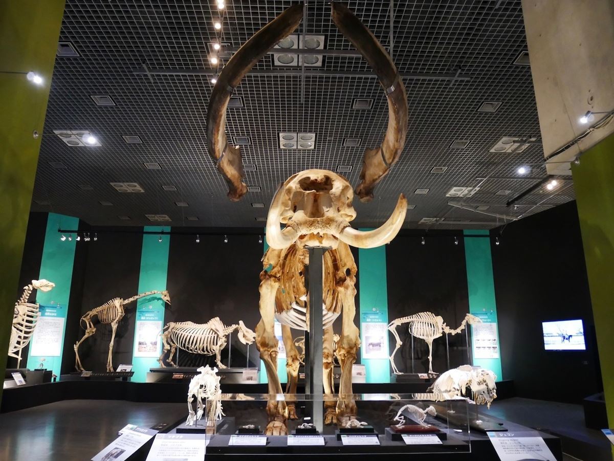 会場入り口で出迎えてくれるのは巨大なアフリカゾウの骨格標本