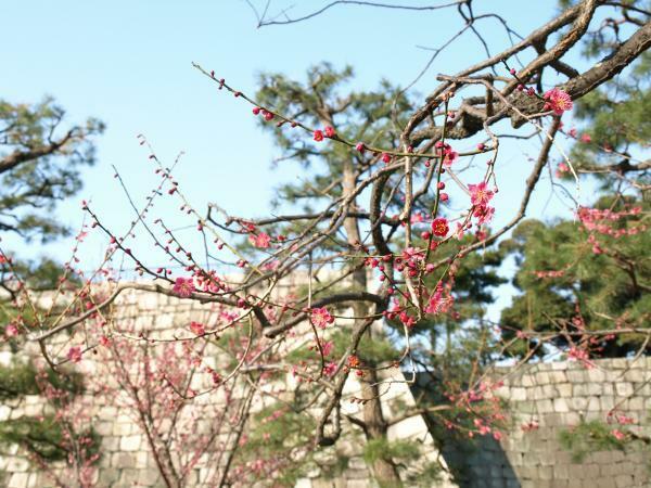 提供：元離宮二条城事務所