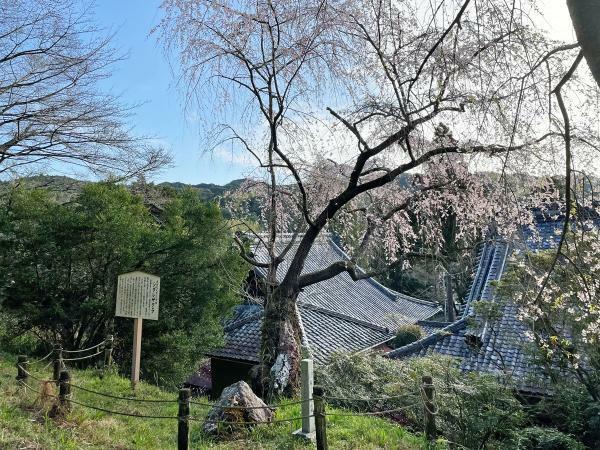 提供：一般社団法人島田市観光協会