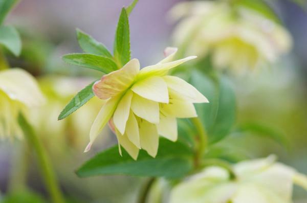 提供：ふなばしアンデルセン公園