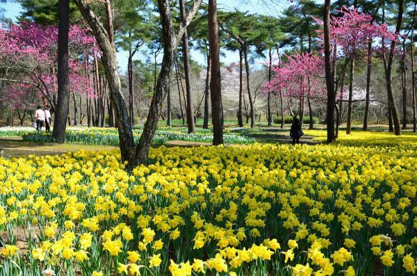 提供：国営ひたち海浜公園