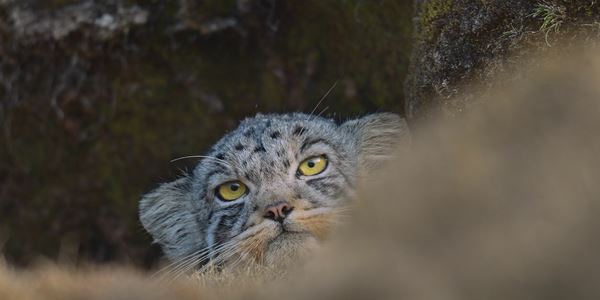 (C)PAPRIKA FILMS / KOBALANN PRODUCTIONS / ARTE FRANCE CINEMA / LE BUREAU - 2021