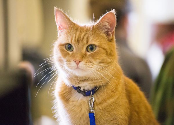 (C)2016 STREET CAT FILM DISTRIBUTION LIMITED ALL RIGHTS RESERVED.