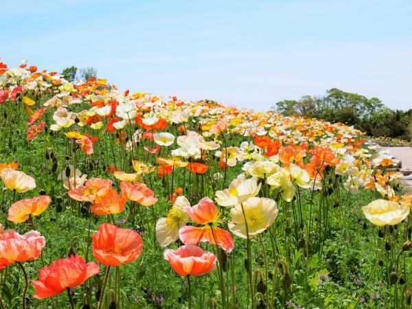 提供：万博記念公園マネジメント・パートナーズ