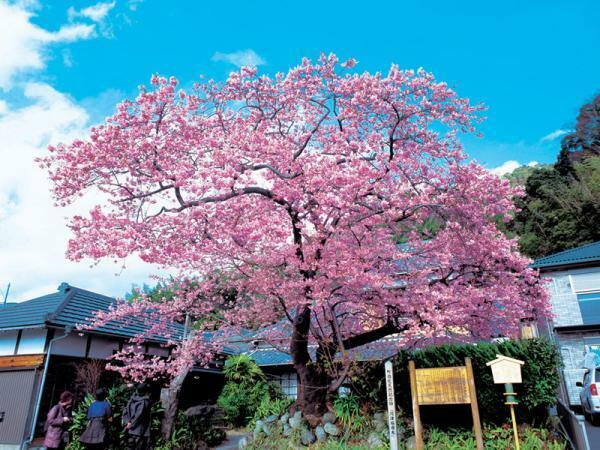 河津桜原木　提供：一般社団法人河津町観光協会