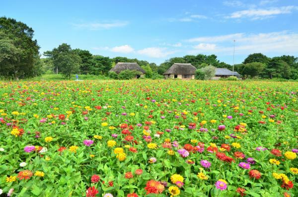 提供：国営ひたち海浜公園