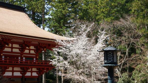 提供：総本山金剛峯寺