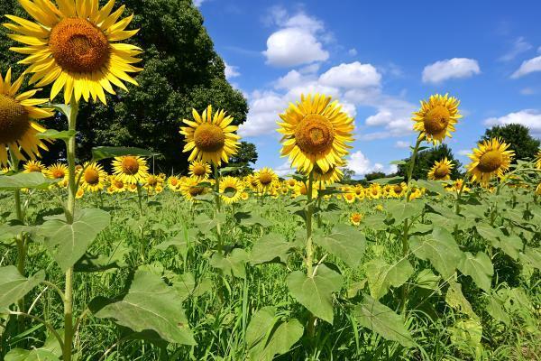 提供：万博記念公園マネジメント・パートナーズ