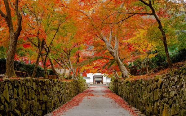 興聖寺の紅葉 ぴあエンタメ情報