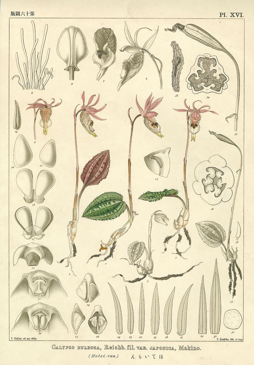 植物分類学者・牧野富太郎の植物標本と植物図も公開『練馬区立美術館 