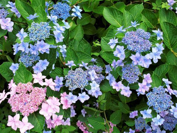 提供：万博記念公園マネジメント・パートナーズ