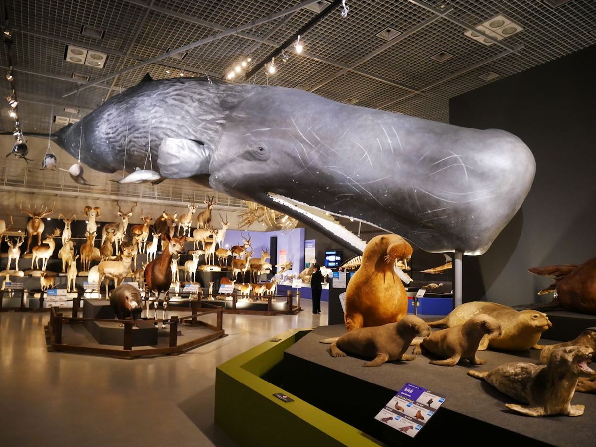天井から吊り下げられているのは2005年に鹿児島県に漂着したマッコウクジラの標本
