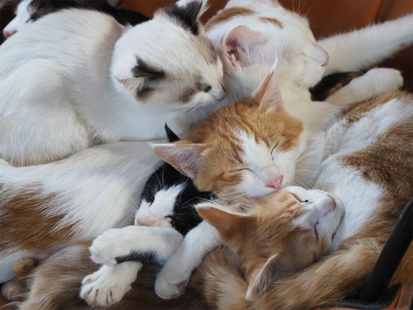 (C)「劇場版　岩合光昭の世界ネコ歩き2」製作委員会　(C)Mitsuaki Iwago　(C) Iwago Photographic Office