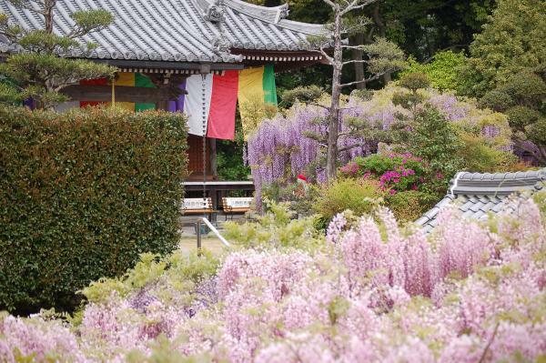 提供：地蔵寺（無断転載禁止）