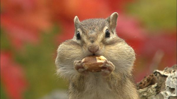 (C)「日本列島生きもの超伝説 劇場版ダーウィンが来た！」