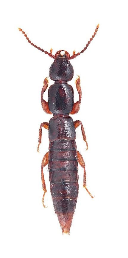 特別展『昆虫 MANIAC』国立科学博物館にて 最新の研究結果をふまえ昆虫の世界をマニアックに深掘り! の画像・写真 ぴあエンタメ情報