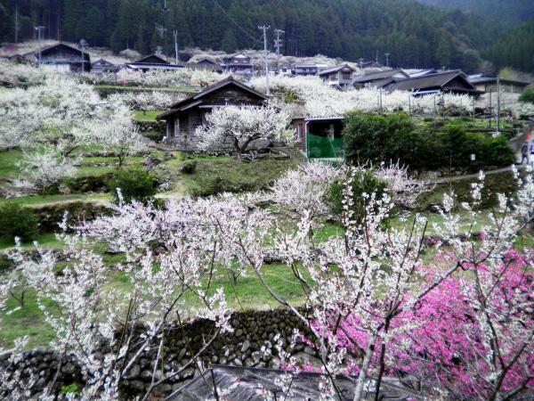 川売の梅 ぴあエンタメ情報