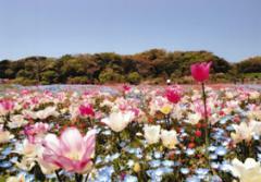 提供：観音崎公園パークセンター
