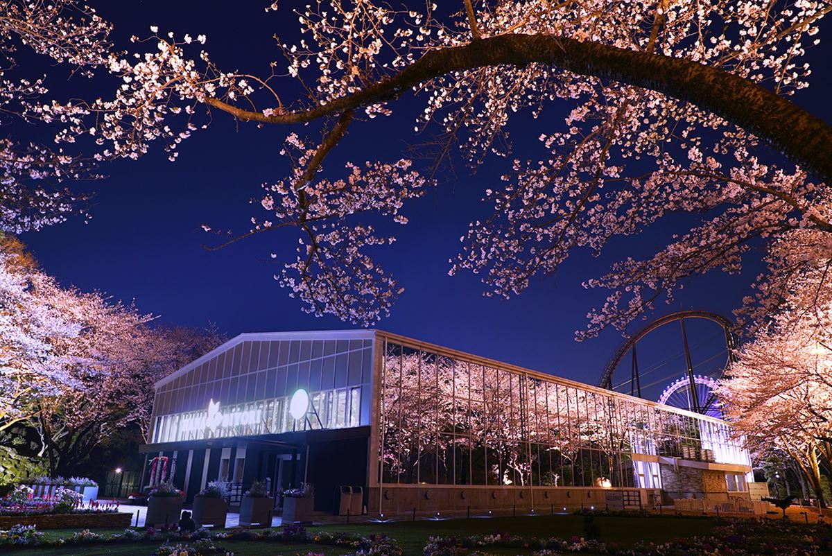 HANA・BIYORIでは夜間ライトアップ“夜桜びより”を開催中