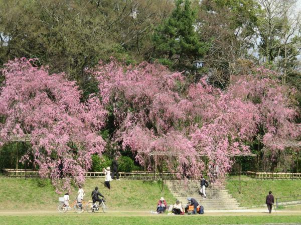 提供：京都府京都土木事務所